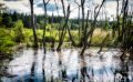 Brackvenn 032