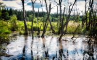 Brackvenn 032