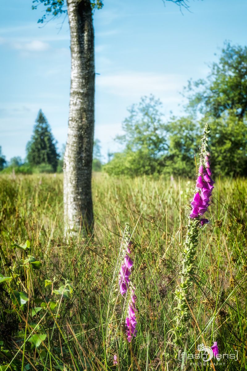 Brackvenn 033