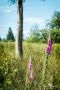 Brackvenn 033