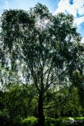 Brackvenn 034