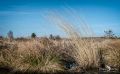 Brackvenn 038