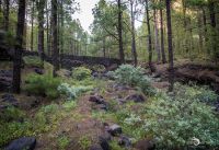 ErkundungsReise La Palma 014