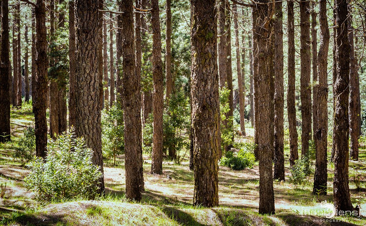 ErkundungsReise La Palma 015