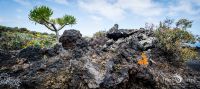 ErkundungsReise La Palma 042