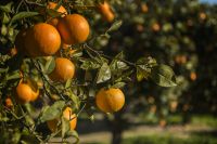 03 Um Kloster Lluc 007