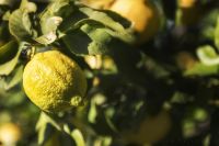 03 Um Kloster Lluc 008