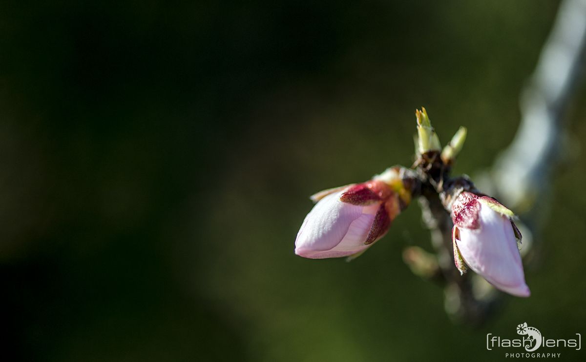FotoReise Mallorca 2015 006