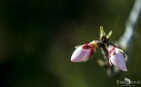 FotoReise Mallorca 2015 006