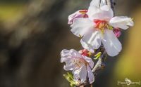FotoReise Mallorca 2015 007