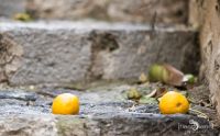FotoReise Mallorca 2015 035