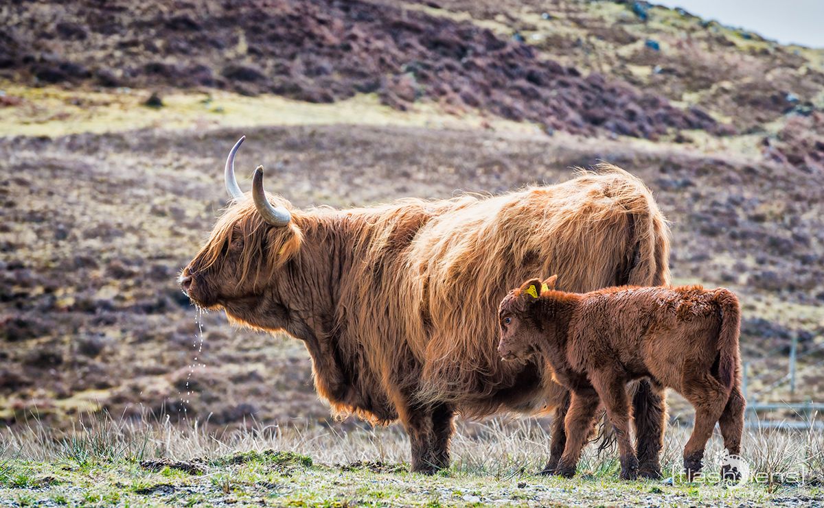 03 Ardnamurchan 121