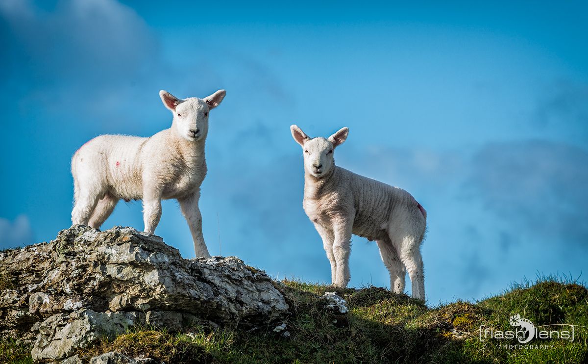 03 Ardnamurchan 124