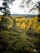 Schottland   Highlands 029