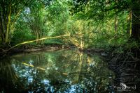 Rund um Schloss Homburg 003