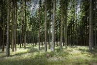 Wisent Wildnis Landschaft 005