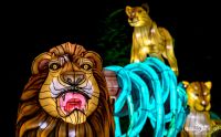 Chinese Light Festival 010