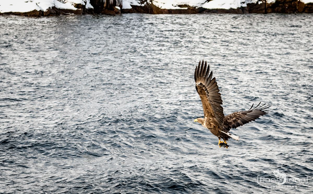 Fotoreise Lofoten 156