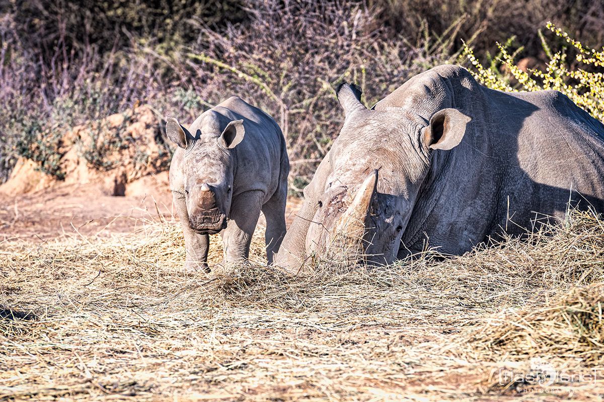 Botswana 2019 014