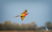 Botswana 2019 030