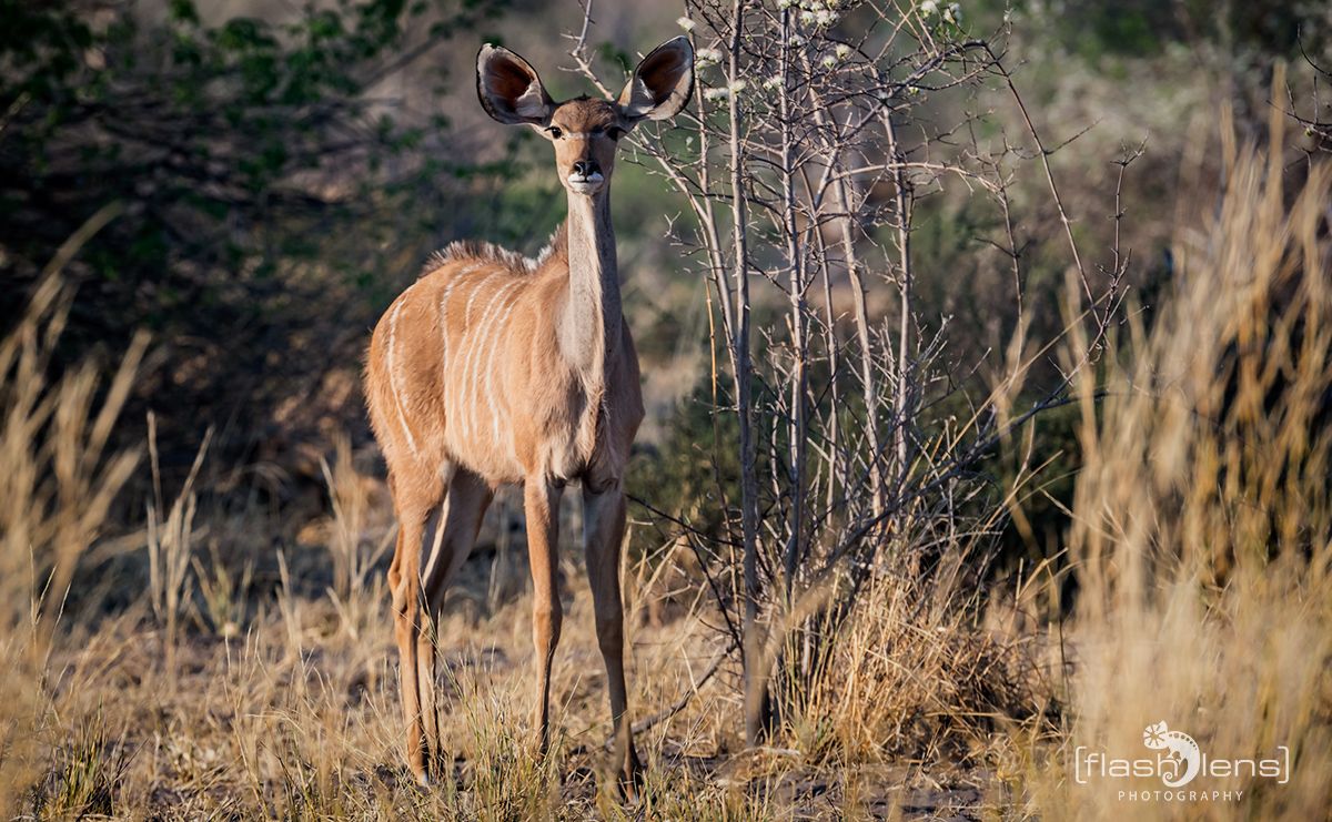 Botswana 2019 038