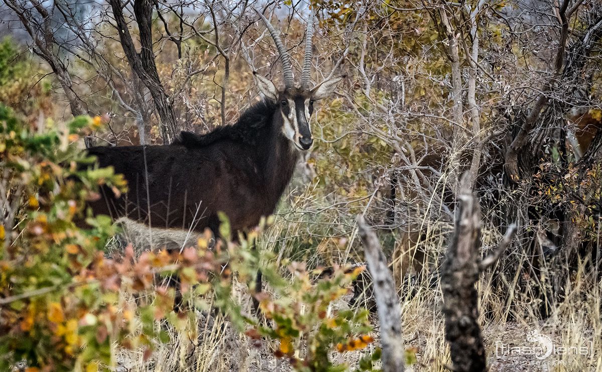 Botswana 2019 040