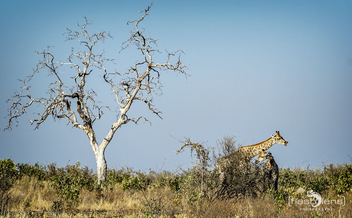 Botswana 2019 050