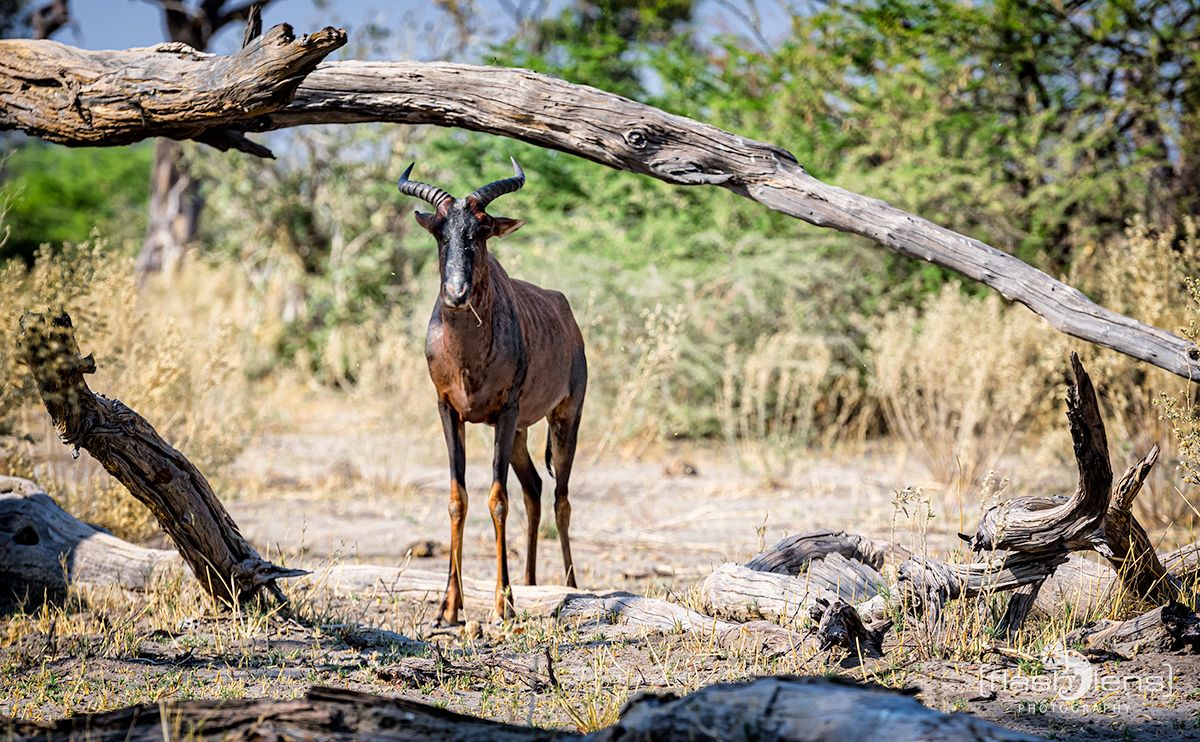 Botswana 2019 053