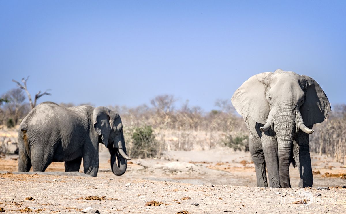 Botswana 2019 056