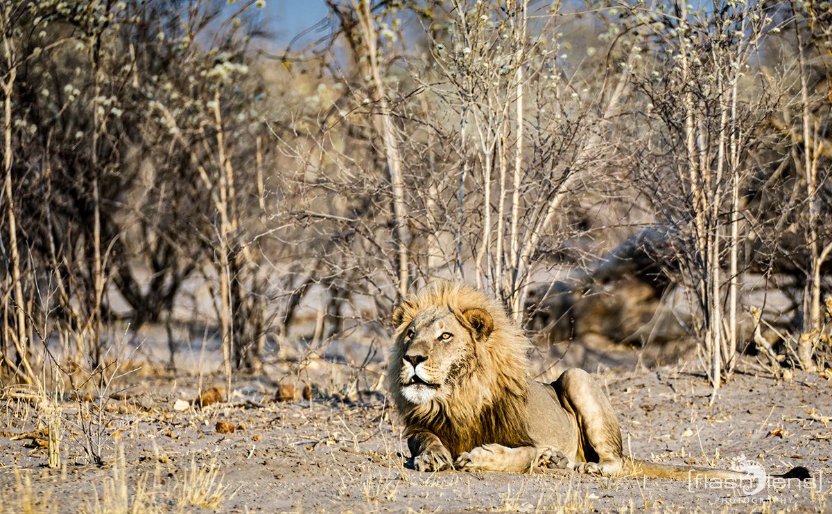 Botswana 2019 071