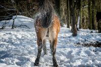 Ponyquarry 001