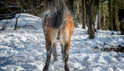 Ponyquarry Lindlar