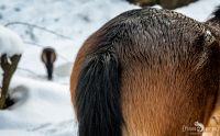 Ponyquarry 004