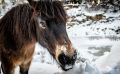 Ponyquarry 006