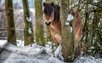 Ponyquarry 011