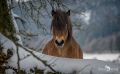 Ponyquarry 012