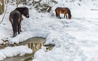 Ponyquarry 014