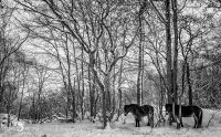 Ponyquarry 015