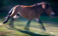 Ponyquarry 016