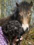 Ponyquarry 022