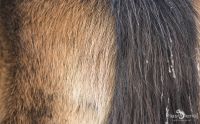 Ponyquarry 035