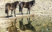 Ponyquarry 039