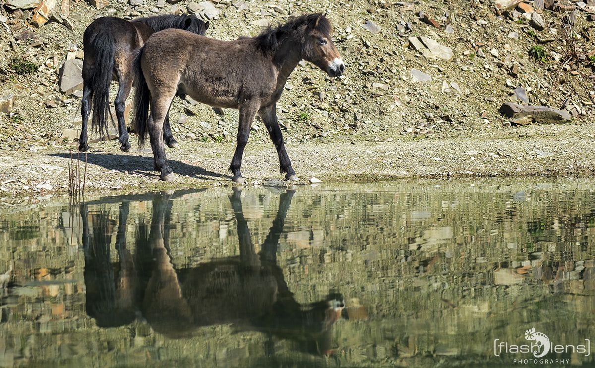 Ponyquarry 040
