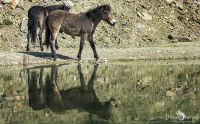 Ponyquarry 040