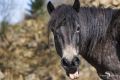 Ponyquarry 041