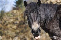 Ponyquarry 041