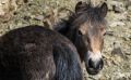 Ponyquarry 042