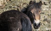 Ponyquarry 042