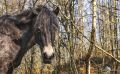 Ponyquarry 043