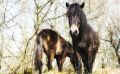 Ponyquarry 044